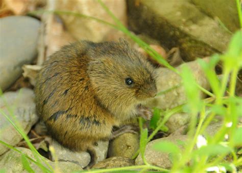 Meadow Vole | The Nature of Delaware