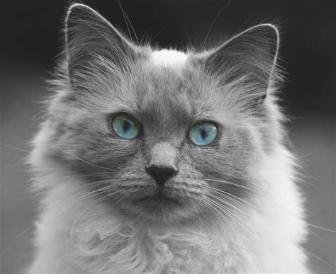 Cat Blue Eyes Kitten Free Stock Photo - Public Domain Pictures