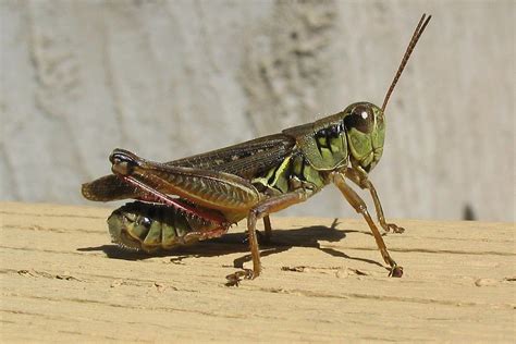 (Melanoplus Species Group) - Spur–throated Grasshopper Species Group (Idaho Invertebrates ...