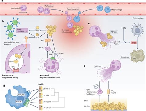 Staphylococcus Aureus Enterotoxin B Detection Method - Creative Diagnostics