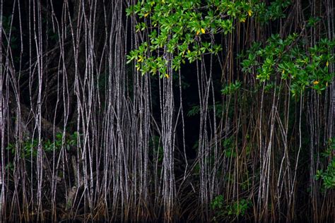 Mangroves In Peril In Belize | Wanderlust in 2019 | Belize, National geographic