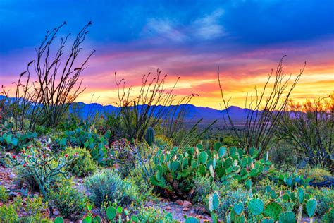 An Insider's Guide to Arizona's Saguaro National Park