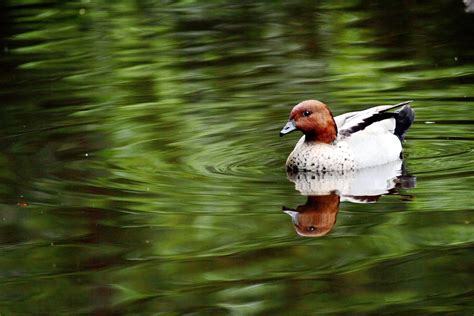 Ducks in the Pond Free Photo Download | FreeImages