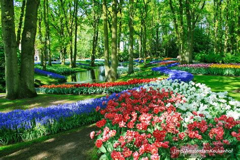 Keukenhof flower garden: skip the line tickets and visitor information