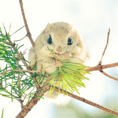 Hokkaido Island In Japan Is Home To 7 Incredibly Cute Animals | Bored Panda