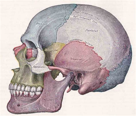 Useful Notes on the Temporal and Infratemporal Region of Human Neck and Brain