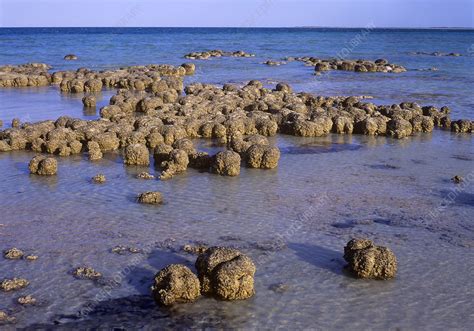 Stromatolites in Shark Bay - Stock Image - C028/5169 - Science Photo Library