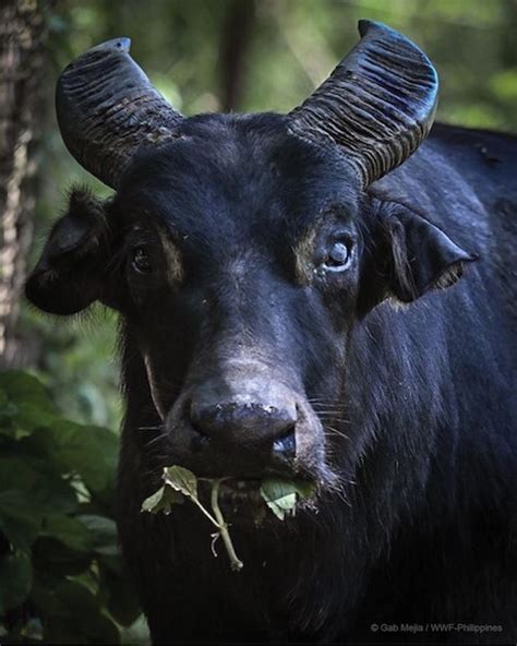 Kalibasib, the last captive-bred Philippine tamaraw, dies at 21 | ABS ...