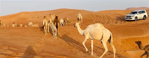 Desert Gate Tourism | Experience Abu Dhabi