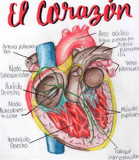 Esquema de la estructura del corazón | Estructura del corazon, Anatomía ...