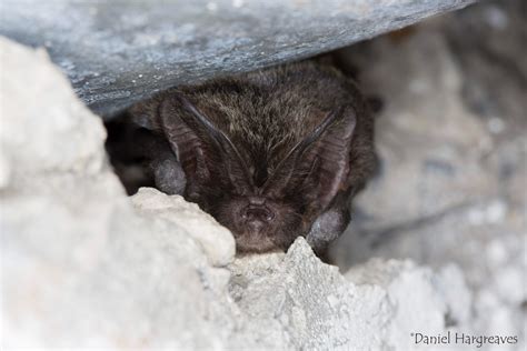 Bat Conservation Trust, how can I help bats? | CJ Wildlife