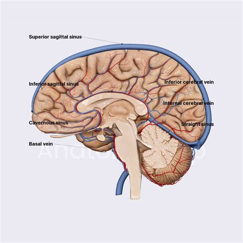 Venous drainage of the brain | Brain | Head and Neck | Anatomy.app | Learn anatomy | 3D models ...