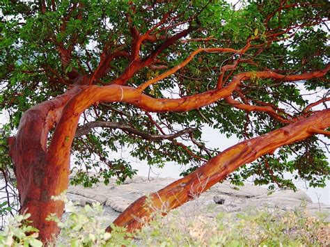 tree free wallpaper: Arbutus Tree