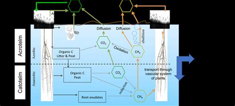 1 Representation of the carbon cycle in a peatland ecosystem. AR is ...