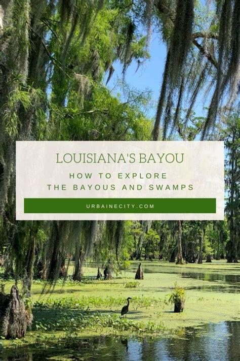 How to visit the bayou and swamps in Louisiana - Urbaine City