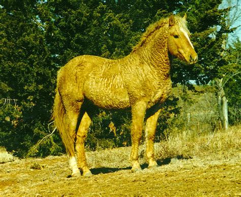 8 Of The World’s Most Distinctive Horse Breeds – Horse Spirit