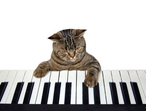 770+ Piano Playing Cat Stock Photos, Pictures & Royalty-Free Images ...