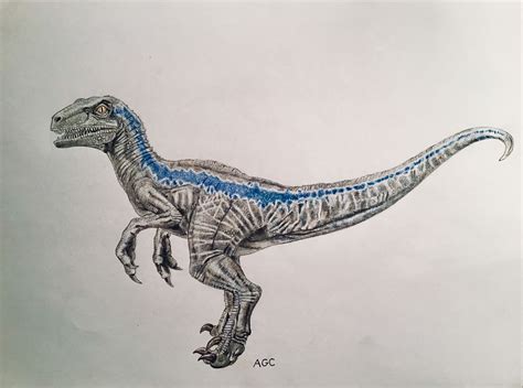 Jurassic Park Drawings Velociraptor