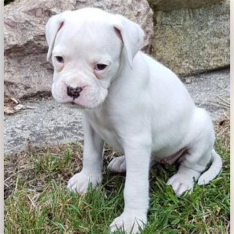 adorable boxer puppy FOR SALE ADOPTION from Colorado Colorado Denver ...