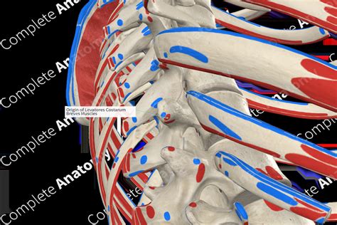 Origin of Levatores Costarum Breves Muscles | Complete Anatomy