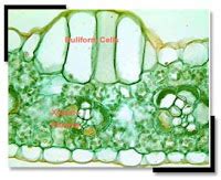 สวัสดีชาววิทย์: เซลล์บัลลิฟอร์ม bulliform cell