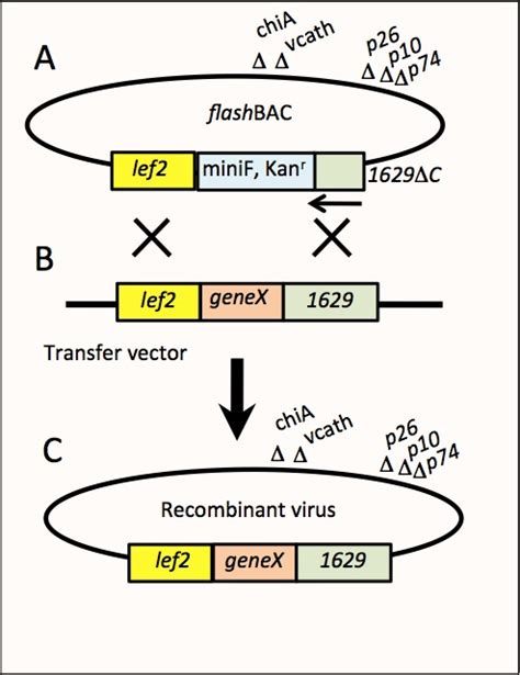 Figure 2. [The flashBAC baculovirus expression system ...