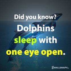 Did you know fun facts about dolphins eyes hd images