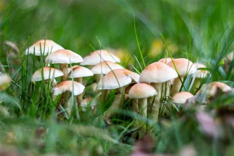 8 Different Types of Poisonous Mushrooms You Should Avoid - UK Mushrooms Shop