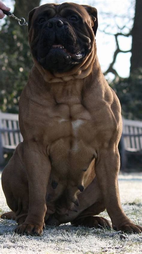 Bullmastiff Giant Dog Breeds, Giant Dogs, Large Dog Breeds, Bull ...