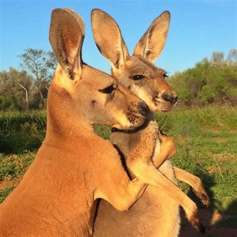 Jack and Indi love to just hang out The Kangaroo Sanctuary Alice ...