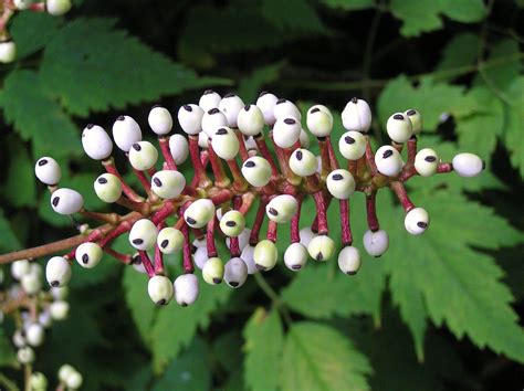 Actaea pachypoda. - Dolls eye plant All Plants, Garden Plants, Indoor Plants, All Flowers, White ...