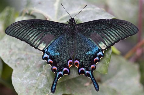 Papilio arcturus | Butterfly pictures, Beautiful butterflies, Butterfly