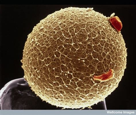 Human egg with coronal cells | Microscopic photography, Microscopic, Things under a microscope