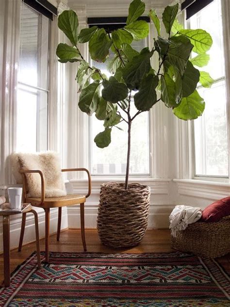 Interiors & Exteriors: Fiddle Leaf Fig - The Brunette One