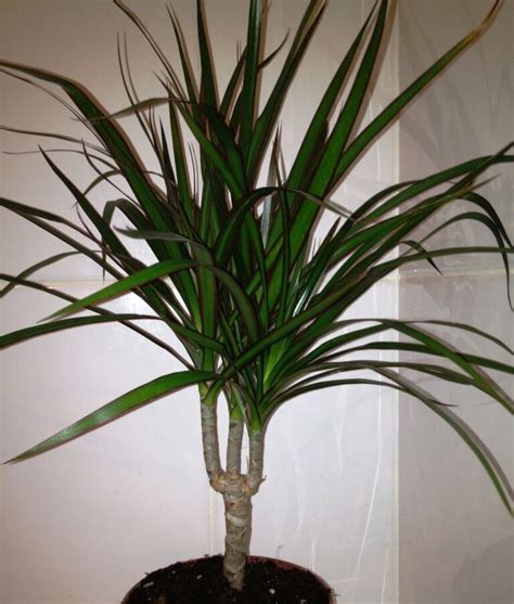 DRAGON TREE Indoor House Plant - Dracaena Marginata - 35-45 cm Tall ...