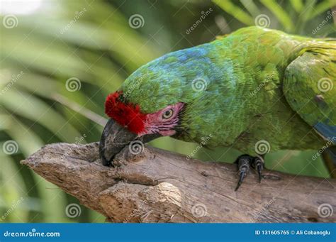 Red crested green parrot stock image. Image of blue - 131605765