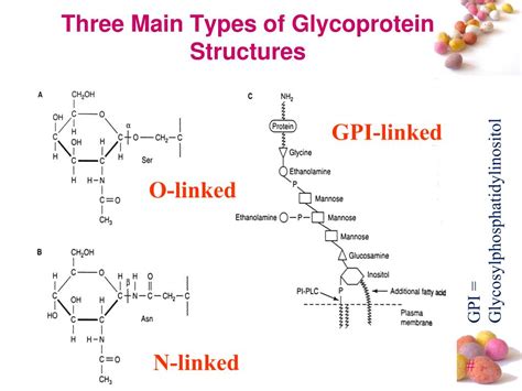 PPT - GLYCOPROTEINS PowerPoint Presentation, free download - ID:4155658