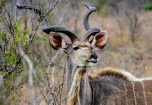 10 Fun Kudu Facts - Fact Animal