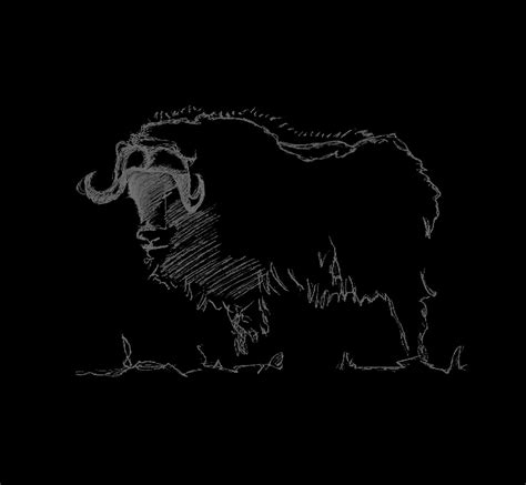 Musk Ox | Musk Ox