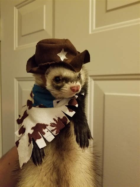 Bandito's first Halloween costume : r/ferrets