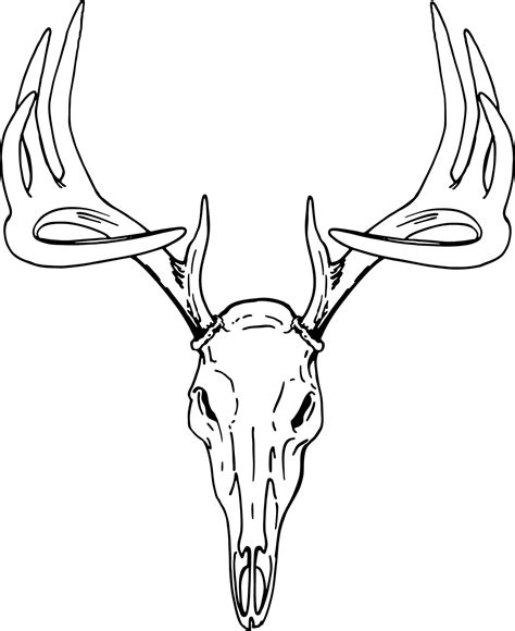 deer skull drawing transparent - Clip Art Library