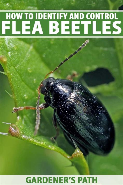 How to Control and Eradicate Flea Beetles | Gardener's Path