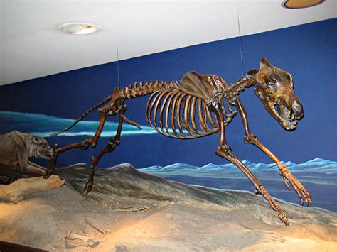 Dire Wolf Skeleton | Flickr - Photo Sharing!