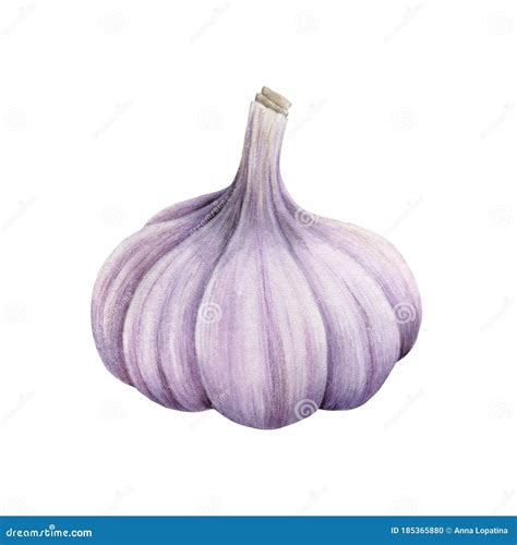 Garlic Bulb Close Up Watercolor Illustration. Hand Drawn Raw Organic Spicy Vegetable. Realistic ...