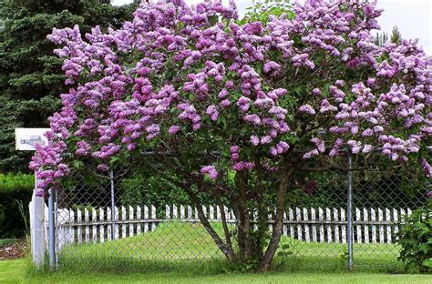 Select the right lilac for planting this spring | Gardening | newsminer.com