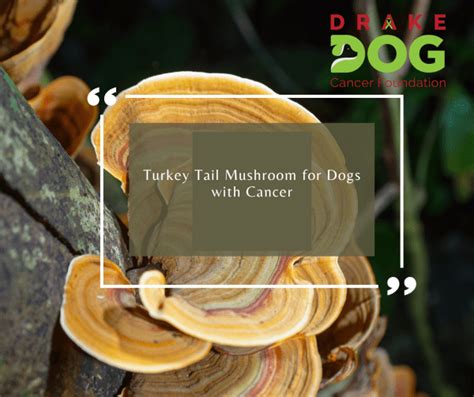 Turkey Tail Mushroom for Dogs with Cancer – Drake Dog Cancer Foundation