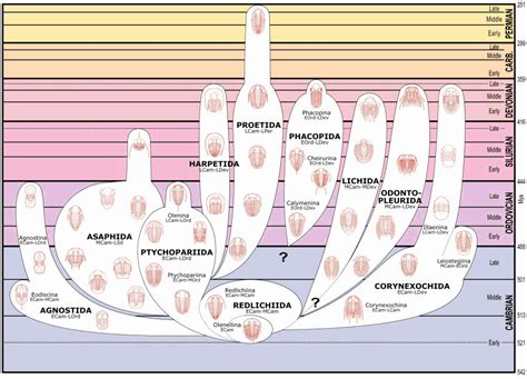 Wow! Fossilised trilobite eggs! | Fossils | Earth Touch News