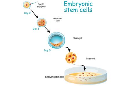 Embryonic Stem Cells - The Fountain Magazine