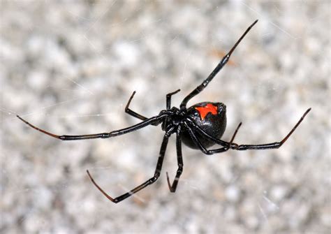 The True Widow Spiders – The False Widow Spider