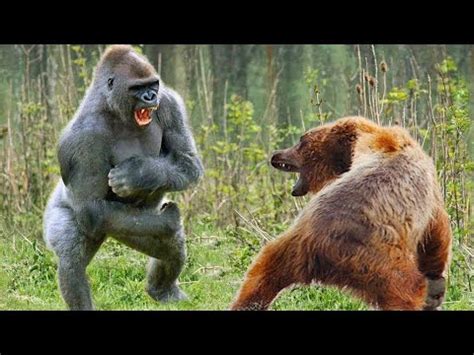 Who Will Win in a Real Fight The Epic Battle: Gorilla or Bear? - PITDOG ...